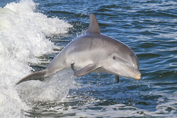 Noosa Oceanrider Scenic Dolphin Safari - Attractions