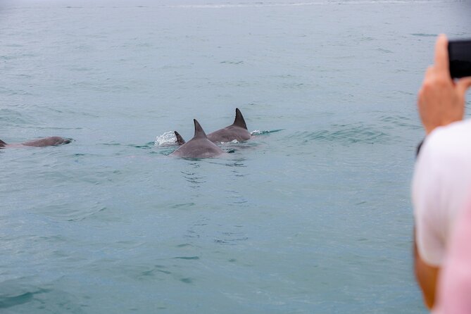 Noosa Oceanrider Scenic Dolphin Safari - ACT Tourism 6