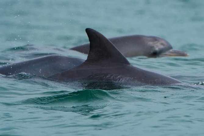 Noosa Oceanrider Scenic Dolphin Safari - ACT Tourism 2