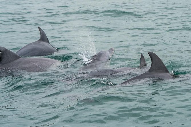 Noosa Oceanrider Scenic Dolphin Safari - ACT Tourism 3