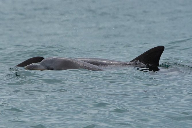 Noosa Oceanrider Scenic Dolphin Safari - ACT Tourism 4