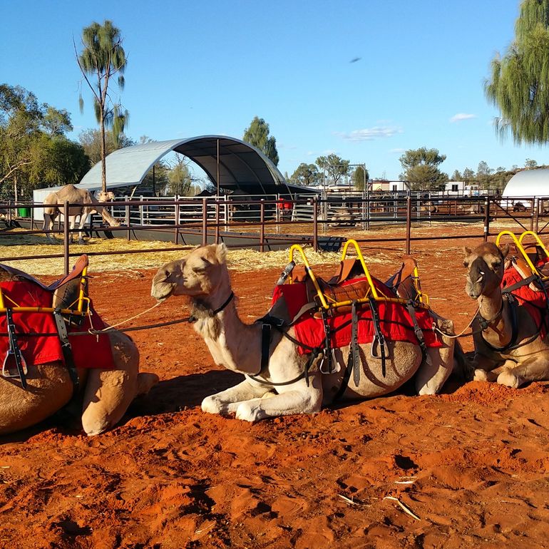 Uluru Small-Group Tour By Camel At Sunrise Or Sunset - Attractions Perth 15