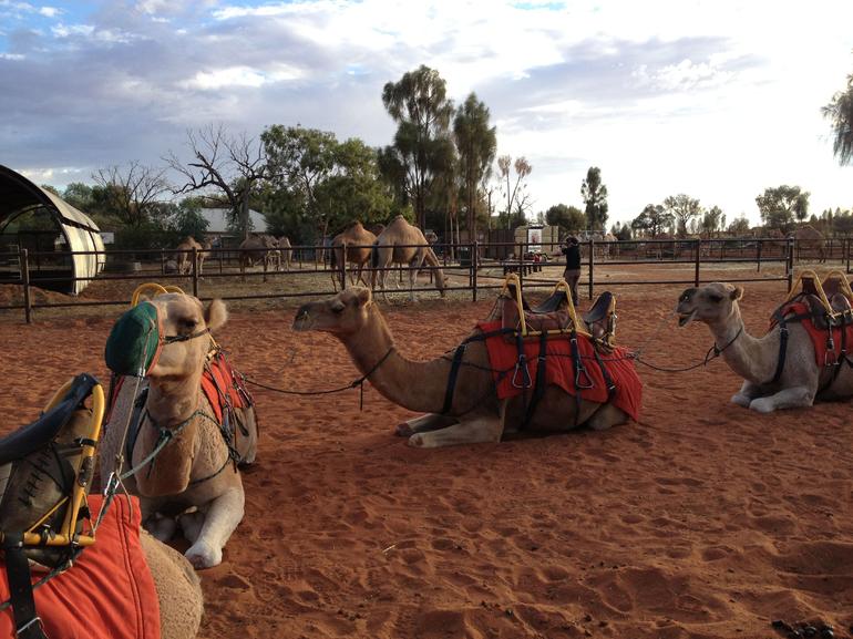 Uluru Small-Group Tour By Camel At Sunrise Or Sunset - ACT Tourism 24