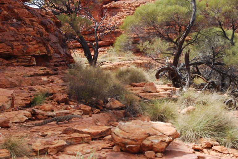 Kings Canyon Day Trip From Ayers Rock - Accommodation ACT 24