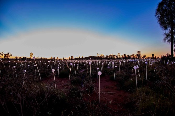 Uluru Field Of Light Sunrise Tour - Accommodation ACT 8