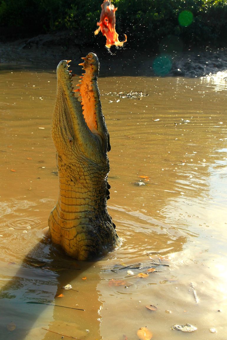 Litchfield And Jumping Crocodiles Full Day Trip From Darwin - Accommodation ACT 7