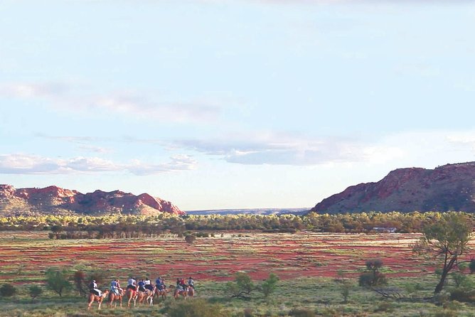 Alice Springs Camel Tour - ACT Tourism 3
