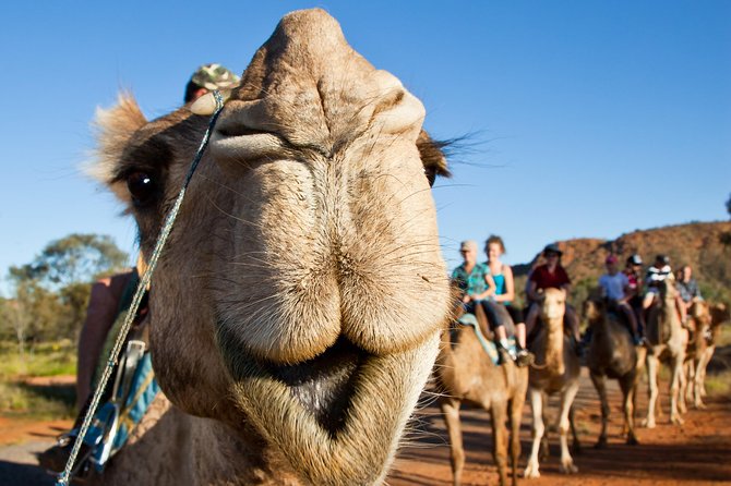 Alice Springs Camel Tour - ACT Tourism 10
