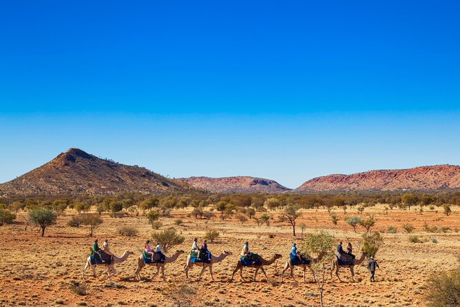 Alice Springs Camel Tour - ACT Tourism 5