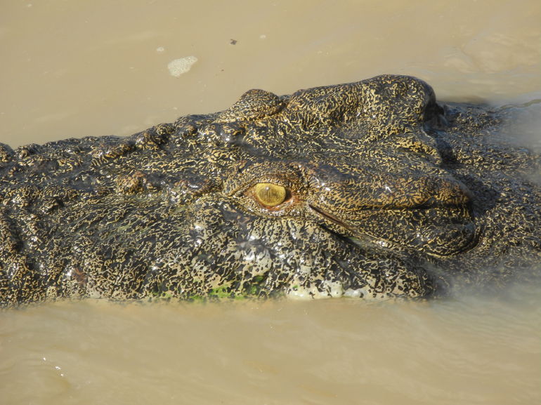 Darwin Jumping Crocodiles Cruise On Adelaide River - ACT Tourism 4