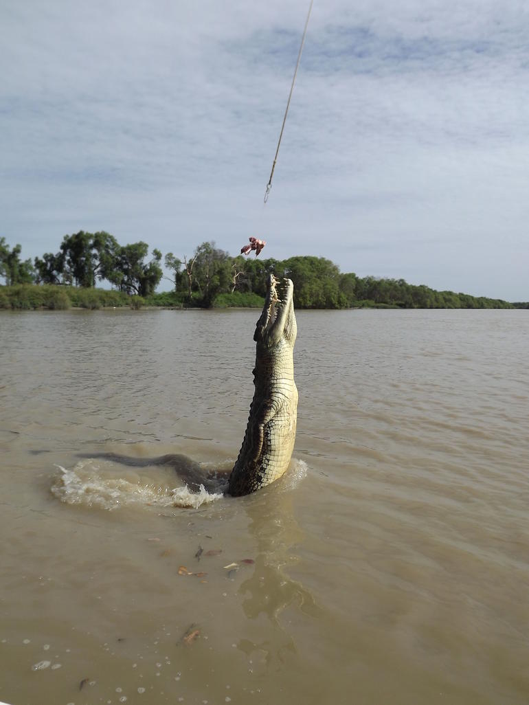 Darwin Jumping Crocodiles Cruise On Adelaide River - ACT Tourism 2