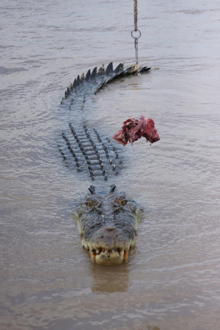 Darwin Jumping Crocodiles Cruise On Adelaide River - C Tourism 7