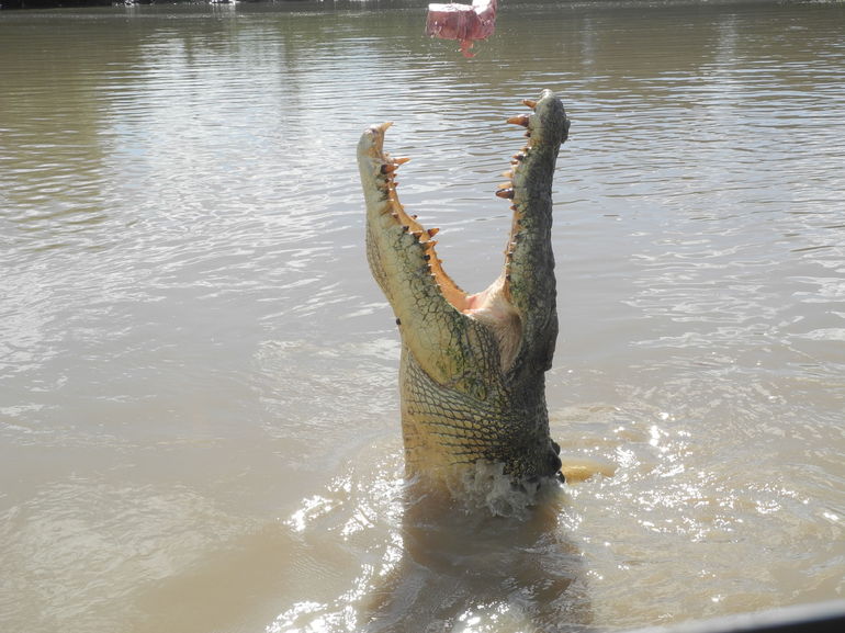 Darwin Jumping Crocodiles Cruise On Adelaide River - ACT Tourism 5