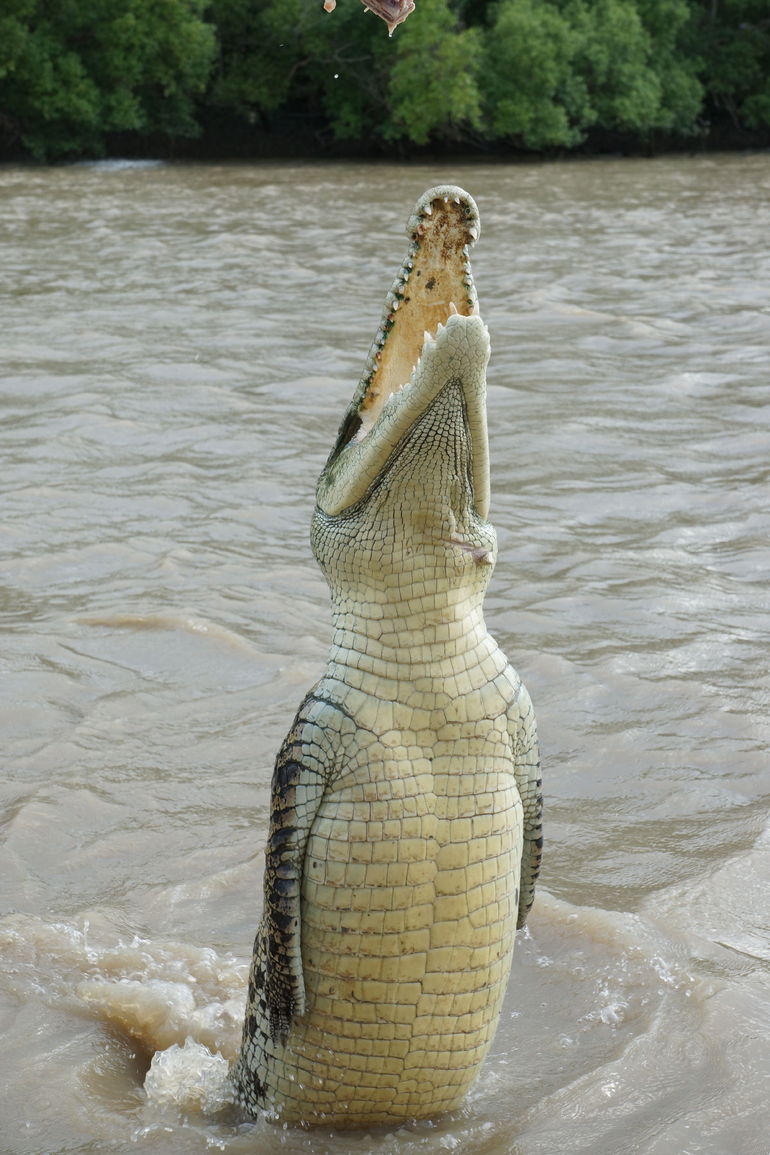 Darwin Jumping Crocodiles Cruise On Adelaide River - C Tourism 6