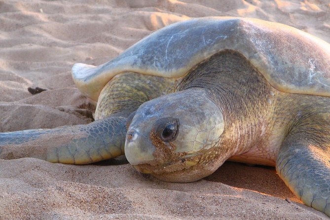 Turtle Tracks Tour To Bare Sand Island From Darwin - thumb 0