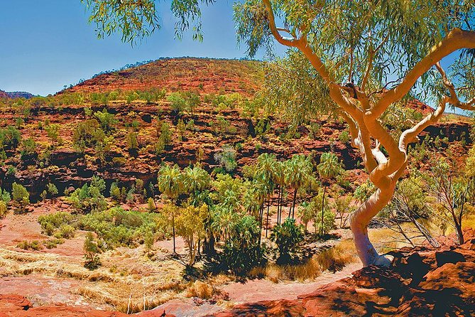 Palm Valley 4WD Tour From Alice Springs - thumb 6
