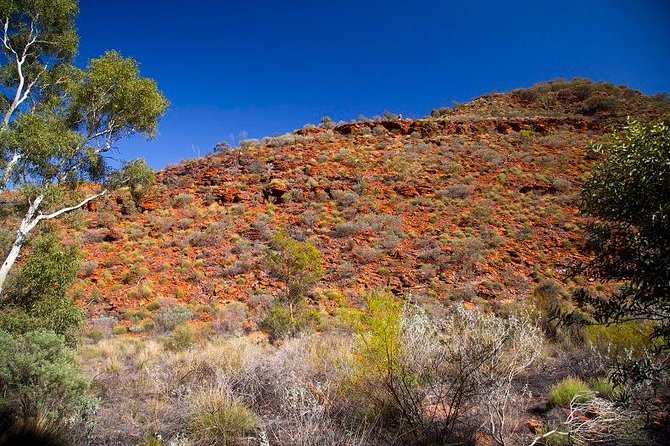 Palm Valley 4WD Tour From Alice Springs - Accommodation ACT 7