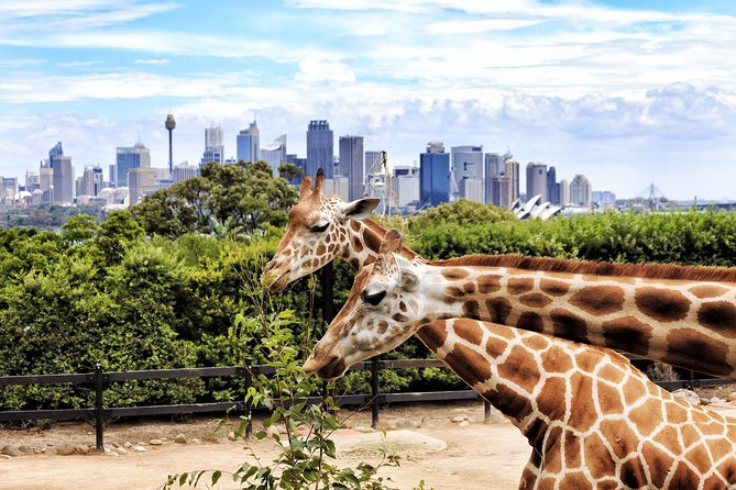 Go Sydney Explorer Pass With Hop-on Hop-Off Bus, Taronga Zoo And More - thumb 5