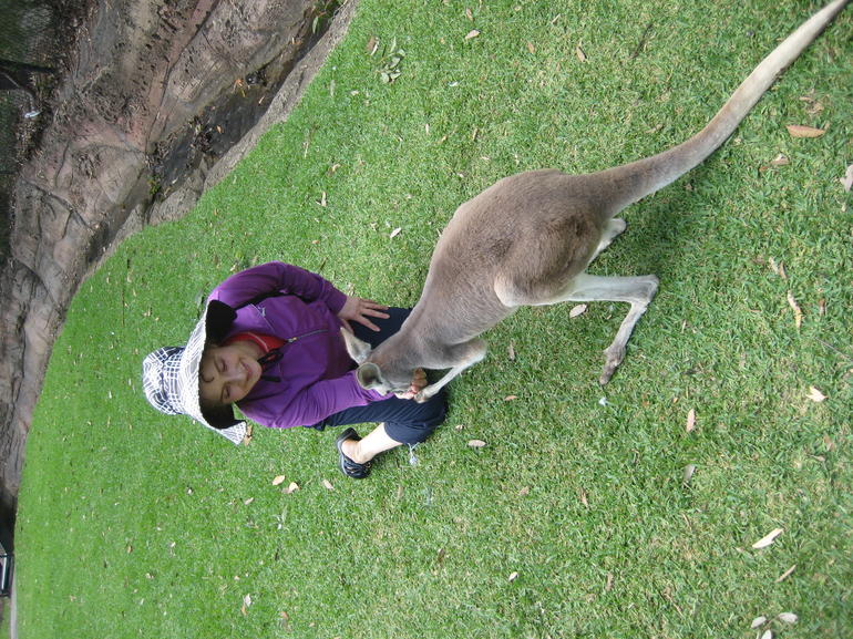 Port Stephens Day Tour With Dolphin Watching, Sandboarding & Australian Wildlife - thumb 19