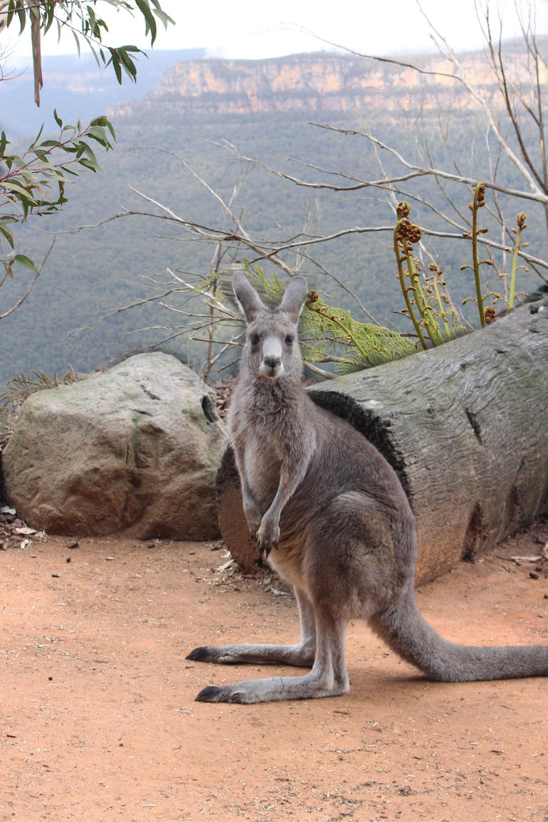 Blue Mountains Nature And Wildlife Day Tour From Sydney - thumb 10