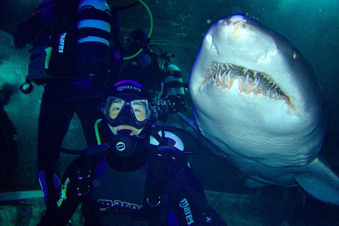 Shark Dive Xtreme At SEA LIFE Sydney Aquarium - C Tourism 5