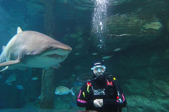 Shark Dive Xtreme At SEA LIFE Sydney Aquarium - thumb 6