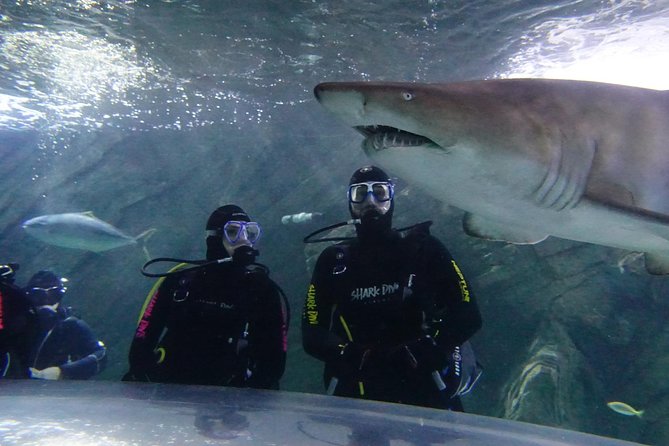 Shark Dive Xtreme At SEA LIFE Sydney Aquarium - C Tourism 7