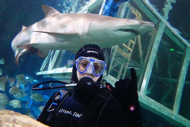 Shark Dive Xtreme At SEA LIFE Sydney Aquarium - C Tourism 4