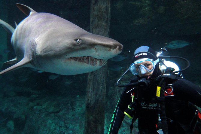 Shark Dive Xtreme At SEA LIFE Sydney Aquarium - thumb 8