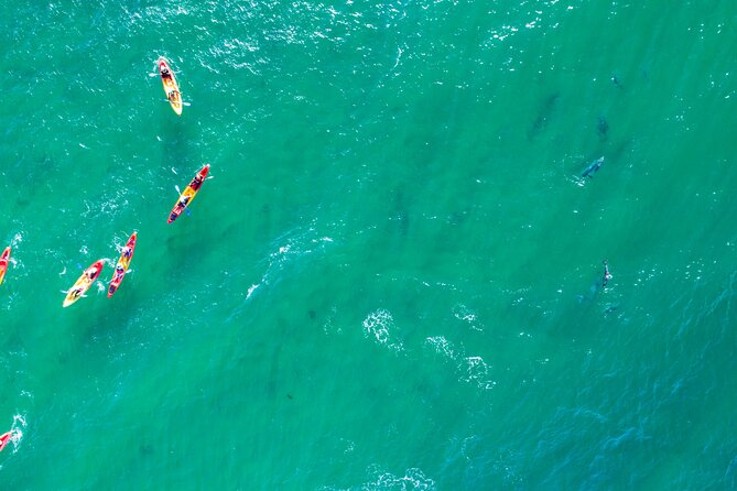The Byron Bay Sea Kayak Tour - Attractions Perth 5