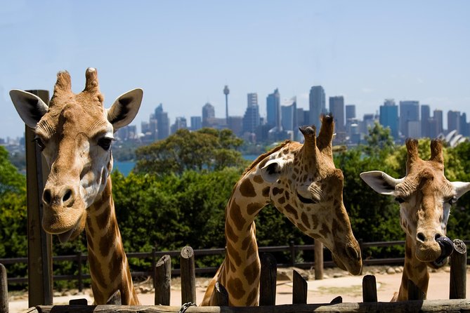 Sydney Taronga Zoo General Entry Ticket - thumb 0