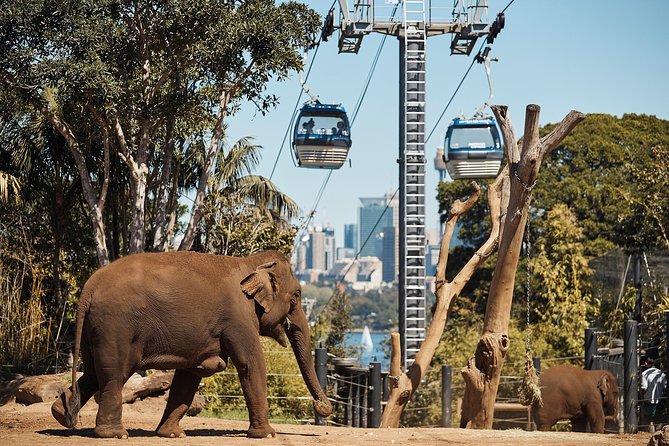 Sydney Taronga Zoo General Entry Ticket - thumb 32