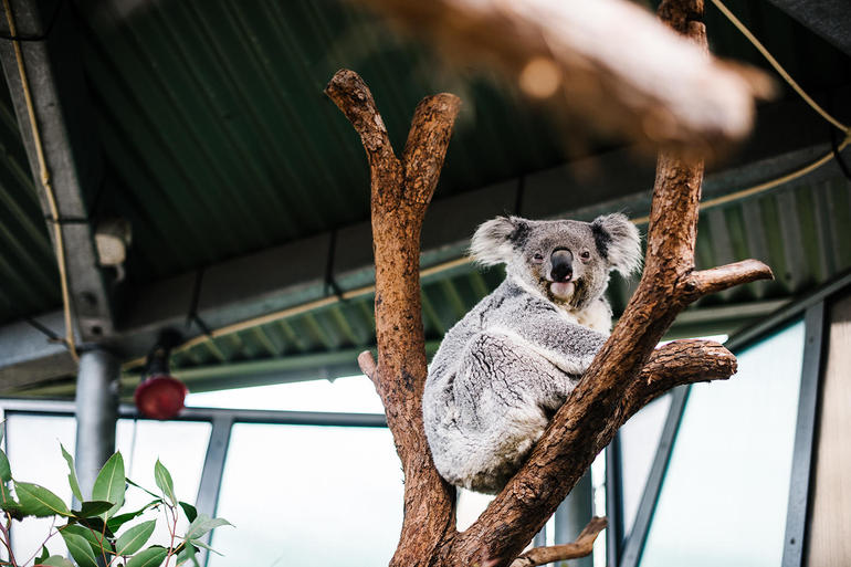 Sydney Taronga Zoo General Entry Ticket And Wild Australia Experience - thumb 2
