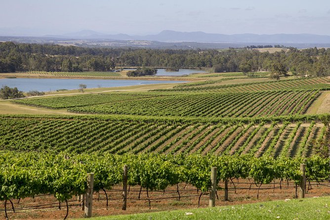 Hunter Valley Wine Tour From Sydney With Lunch And 3 Cellar Door Tastings - C Tourism 1