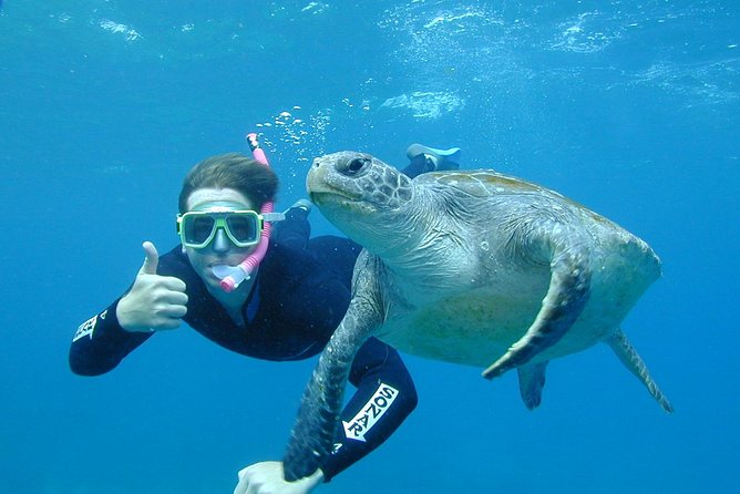 3-Hour Sea Turtle Snorkeling Experience in Byron Bay - Maitland Accommodation
