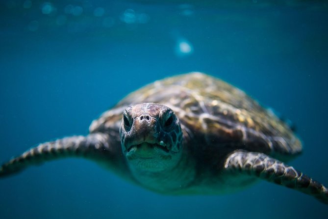3-Hour Sea Turtle Snorkeling Experience In Byron Bay - Accommodation ACT 1