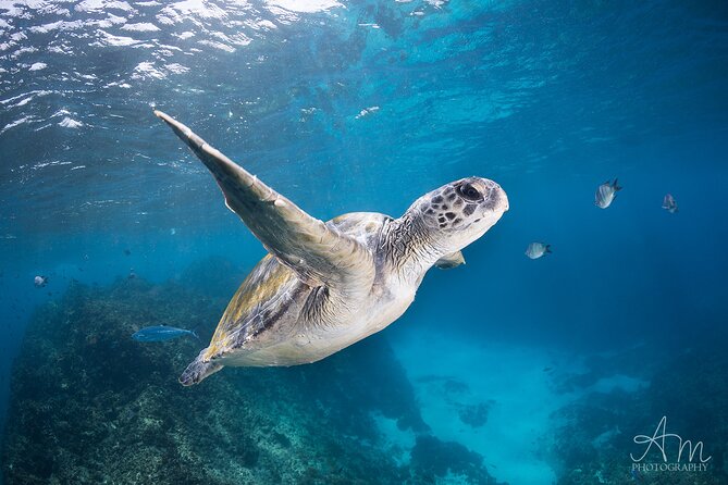 3-Hour Sea Turtle Snorkeling Experience In Byron Bay - Accommodation ACT 6