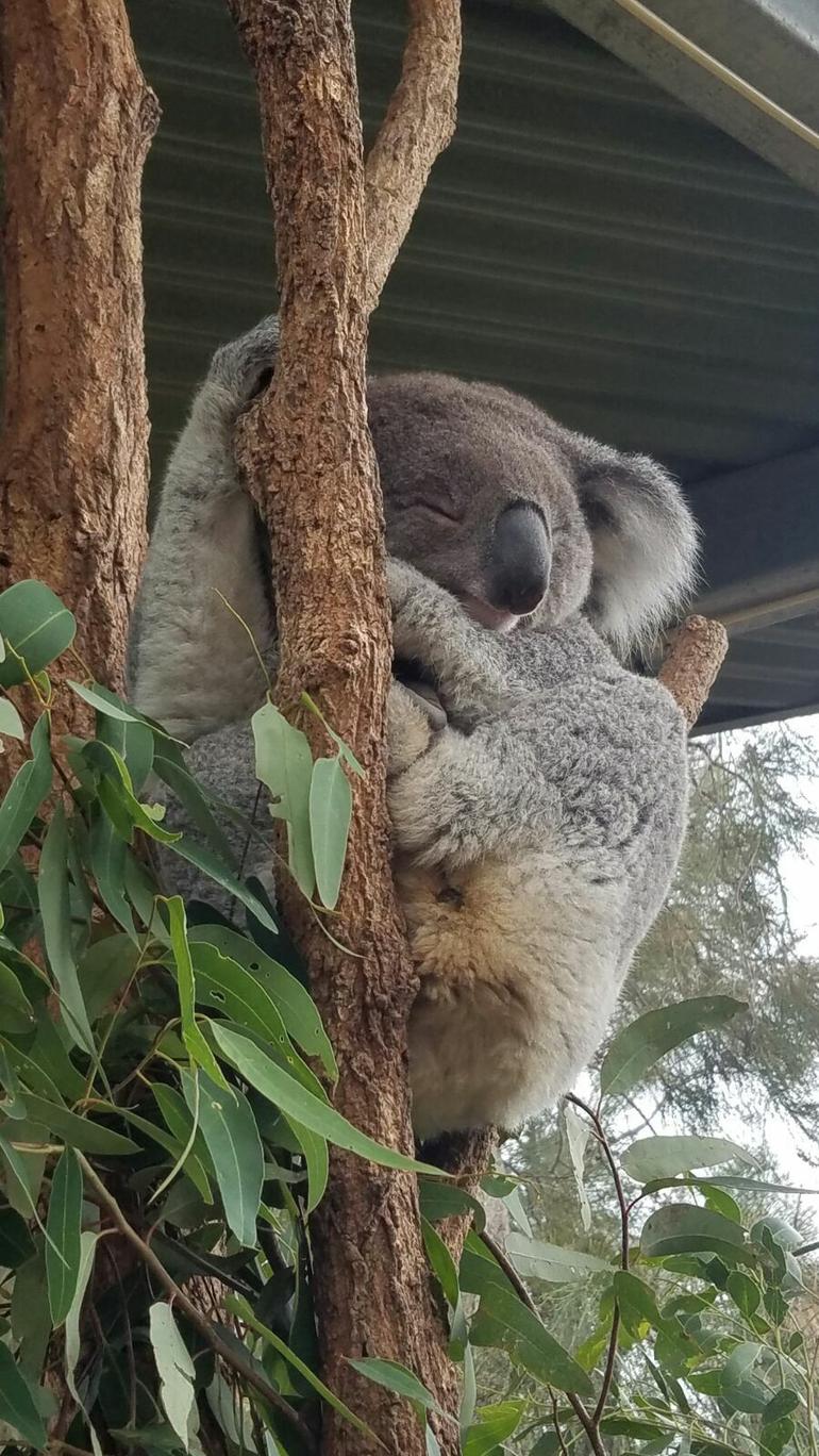 Sydney Taronga Zoo\'s Australian Animals Tour - thumb 5