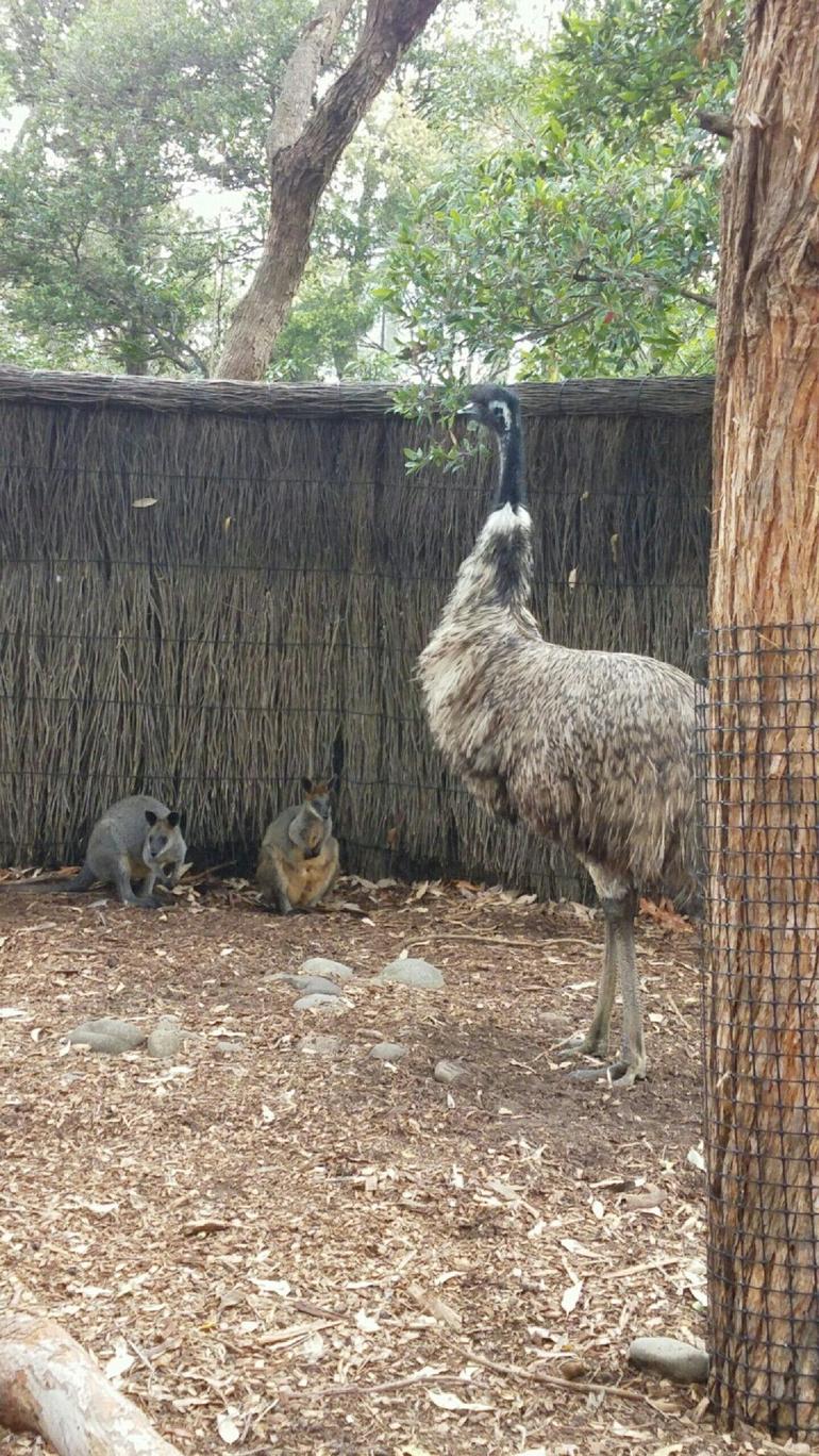 Sydney Taronga Zoo\'s Australian Animals Tour - thumb 3