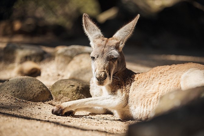 Sydney Taronga Zoo\'s Australian Animals Tour - Accommodation ACT 11