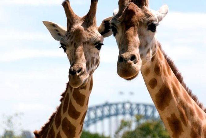 Sydney Harbour Ferry with Taronga Zoo Entry Ticket - Accommodation Ballina