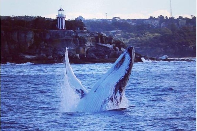 Whale Watching Sailing Experience In Sydney - thumb 1
