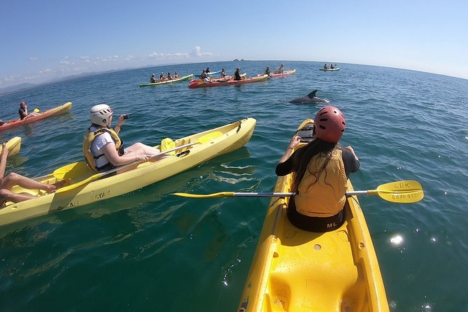 Kayaking With Dolphins In Byron Bay Guided Tour - thumb 13