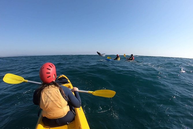 Kayaking With Dolphins In Byron Bay Guided Tour - thumb 18