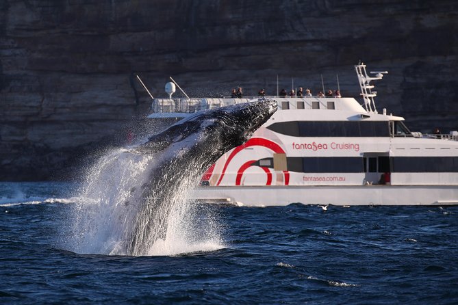 3 Hour Discovery Cruise Ultimate Whale Watching Experience - Accommodation ACT 0