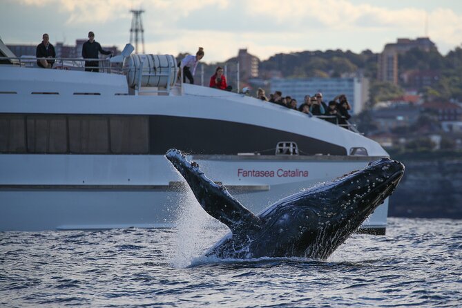 3 Hour Discovery Cruise Ultimate Whale Watching Experience - thumb 4