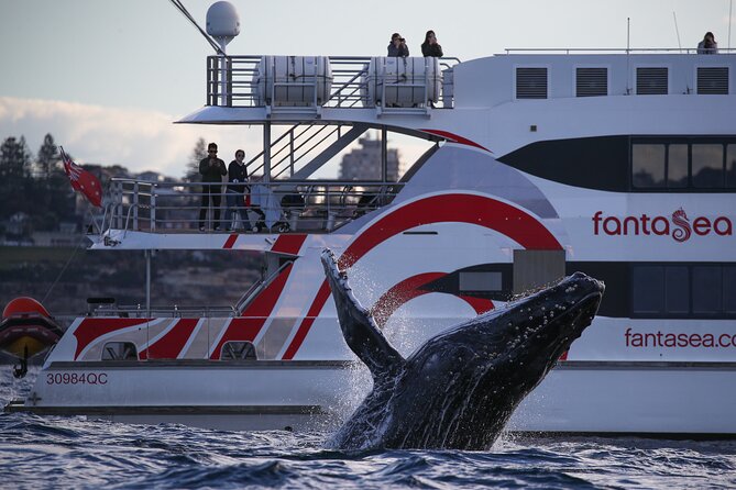 3 Hour Discovery Cruise Ultimate Whale Watching Experience - thumb 7
