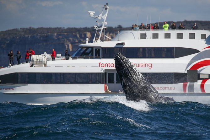 3 Hour Discovery Cruise Ultimate Whale Watching Experience - Accommodation ACT 5
