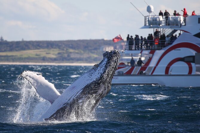 3 Hour Discovery Cruise Ultimate Whale Watching Experience - Accommodation ACT 2