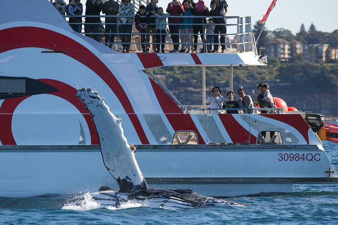3 Hour Discovery Cruise Ultimate Whale Watching Experience - thumb 3